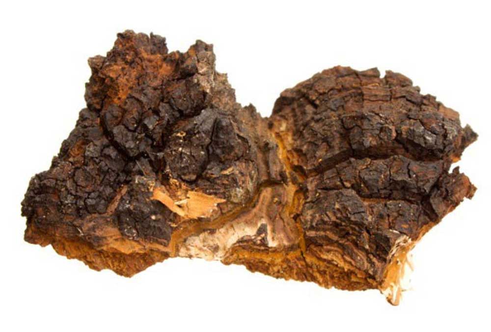 Benefits of Chaga Functional Mushrooms: A Comprehensive Guide