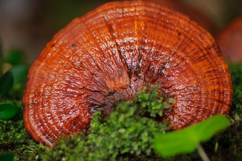 Benefits of Reishi Functional Mushrooms: A Comprehensive Guide